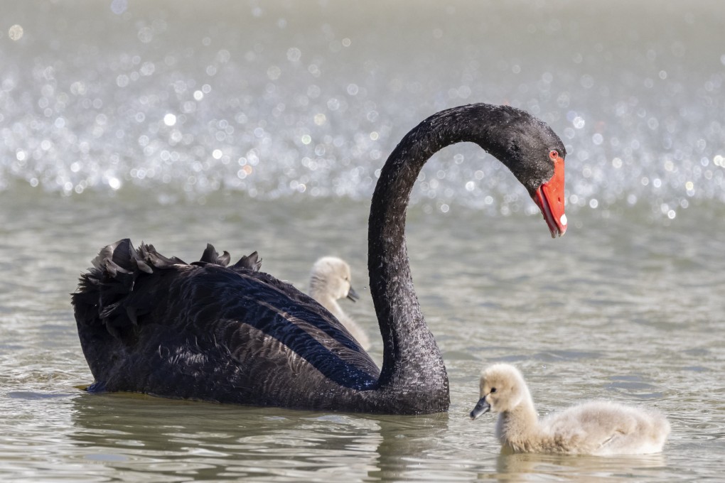 A black swan in Western Australia. Their discovery by Dutch explorers in the 17th century changed the meaning of a metaphor used by writers since Roman times. Photo: Getty Images
