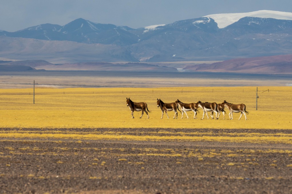 The investment community needs to reframe the impact of nature-related risks on the financial performance of businesses, says Tomomi Shimada of JPMorgan Asset Management. Photo: Xinhua