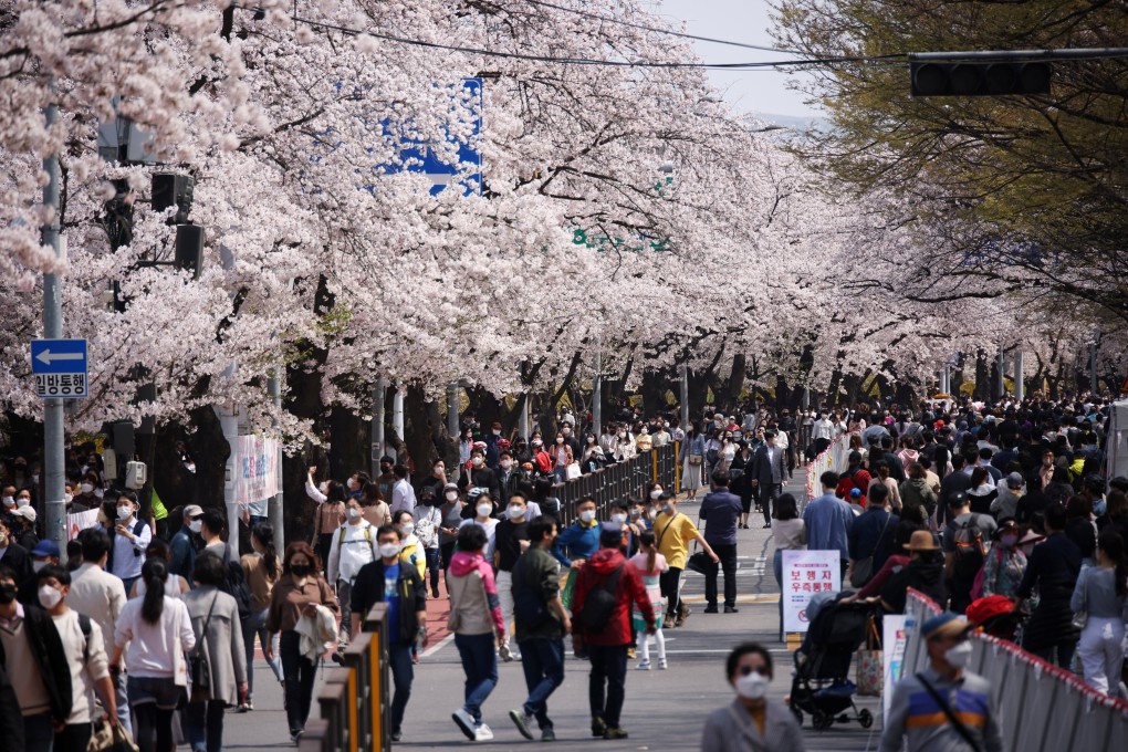 People walk among blooming cherry blossoms in Seoul, South Korea. Photo: Reuters
