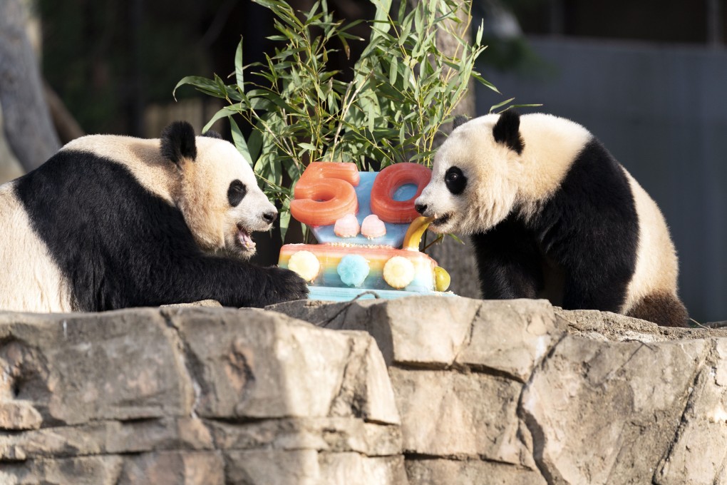Giant pandas Mei Xiang, left and her cub Xiao Qi Ji eat a fruitsicle cake at the Smithsonian’s National Zoo in Washington on April 16. Photo: AP