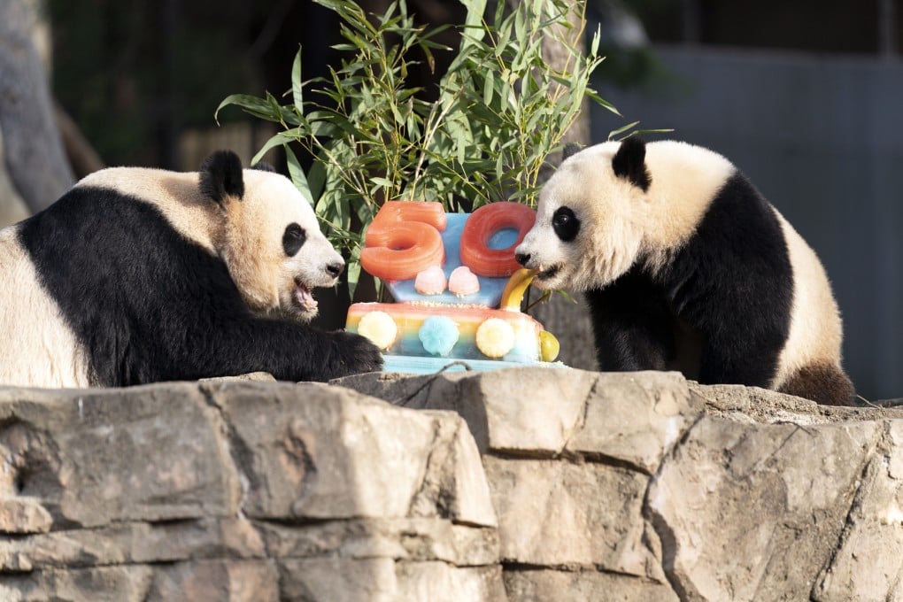 Giant pandas Mei Xiang, left and her cub Xiao Qi Ji eat a fruitsicle cake at the Smithsonian’s National Zoo in Washington on April 16. Photo: AP