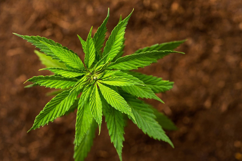 A cannabis plant. Malaysian police found 17 plants and 214 grams of dried plant material at singer Yasin Sulaiman’s home, which could result in him being sentenced to death. Photo: Dreamstime/TNS