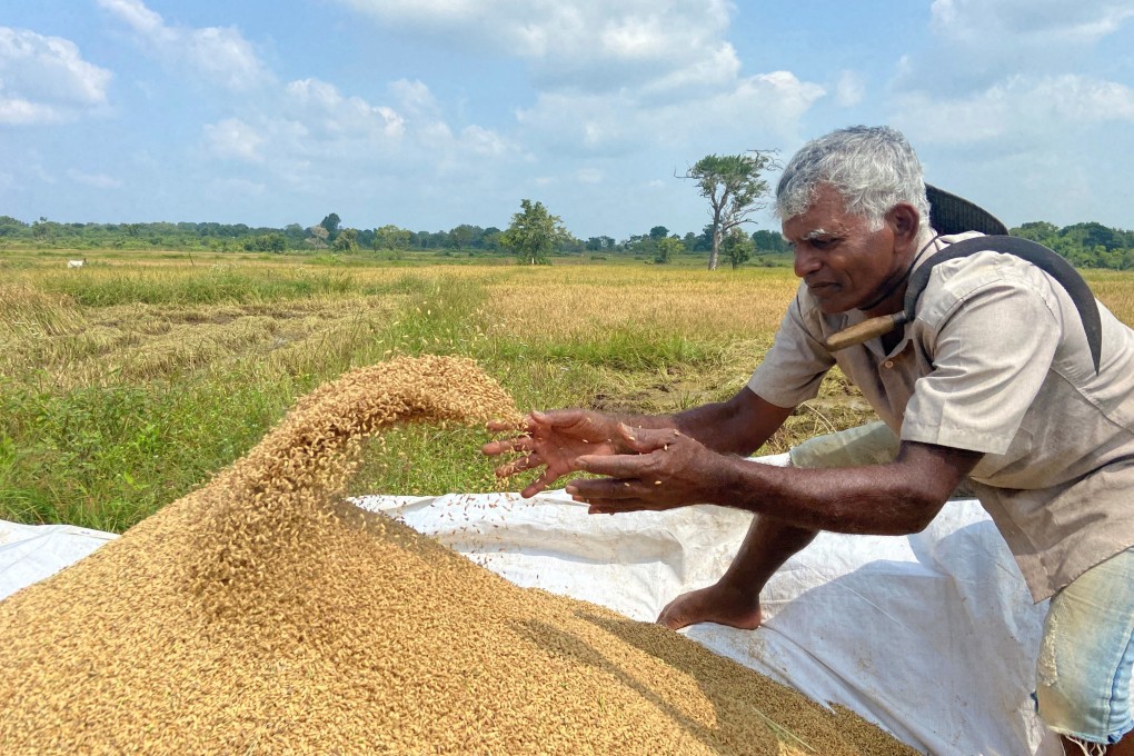 A rice farmer works on a paddy field in Agbopura, Sri Lanka. Photo: Reuters