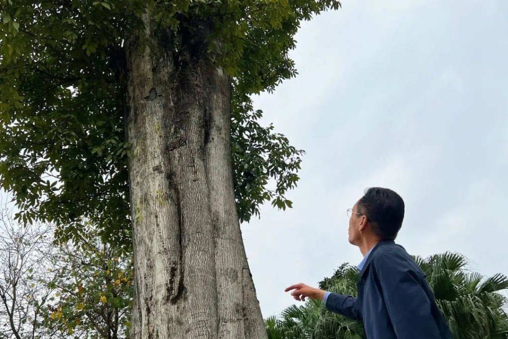 In the early morning of March 18, 2022, Deng Yun comes to the beaked walnut tree as usual to check the health of the rescued endangered plant. Photo: Weixin