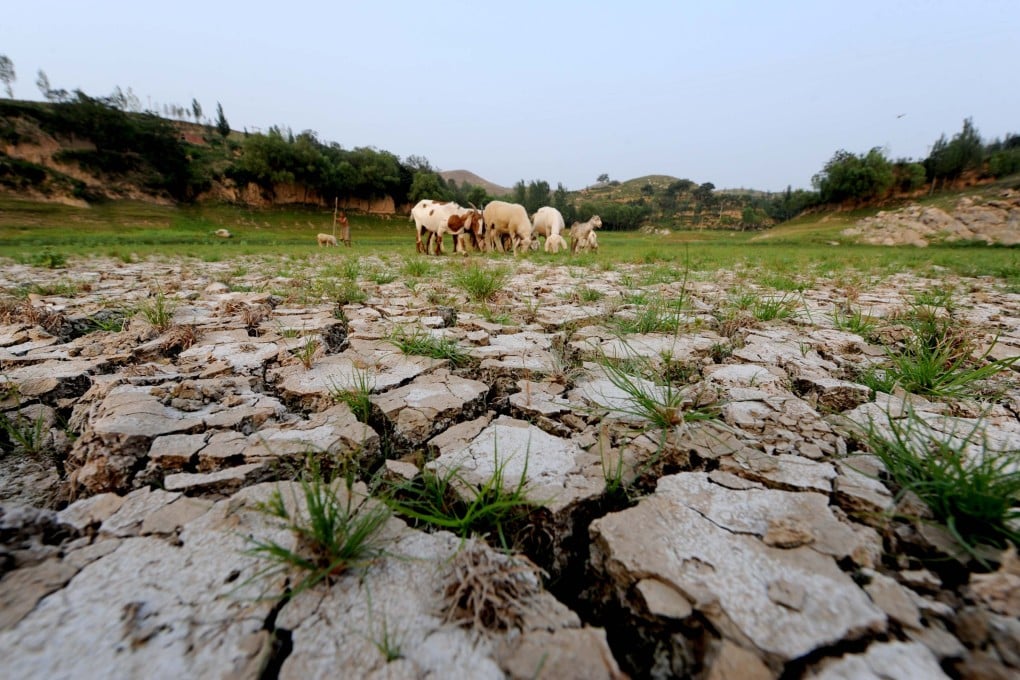 Sheep graze in a dried-up reservoir during a drought in China’s Henan province. Photo: Xinhua