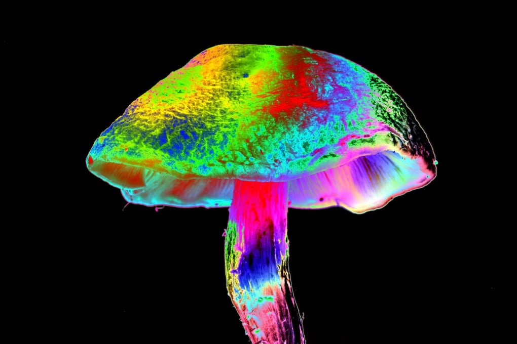Derived from “magic mushrooms”, psilocybin is one of several psychedelic compounds, including LSD, that is currently being examined by researchers for its medical uses. Photo: Getty Images / Science Photo Library