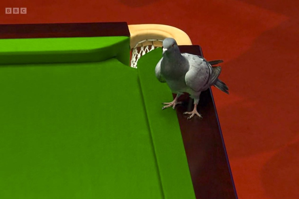 The pigeon caused a stir at the Crucible when it landed on the match table. Photo: BBC Sport