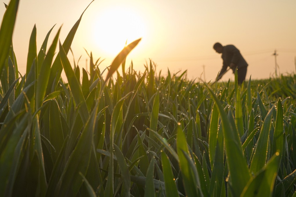 A farmer works in a field in Xingtai, Hebei province, on April 19. Grain security has long been high on China’s list of priorities, with the central government targeting production of up to 700 million tonnes a year by 2025. Photo: Xinhua