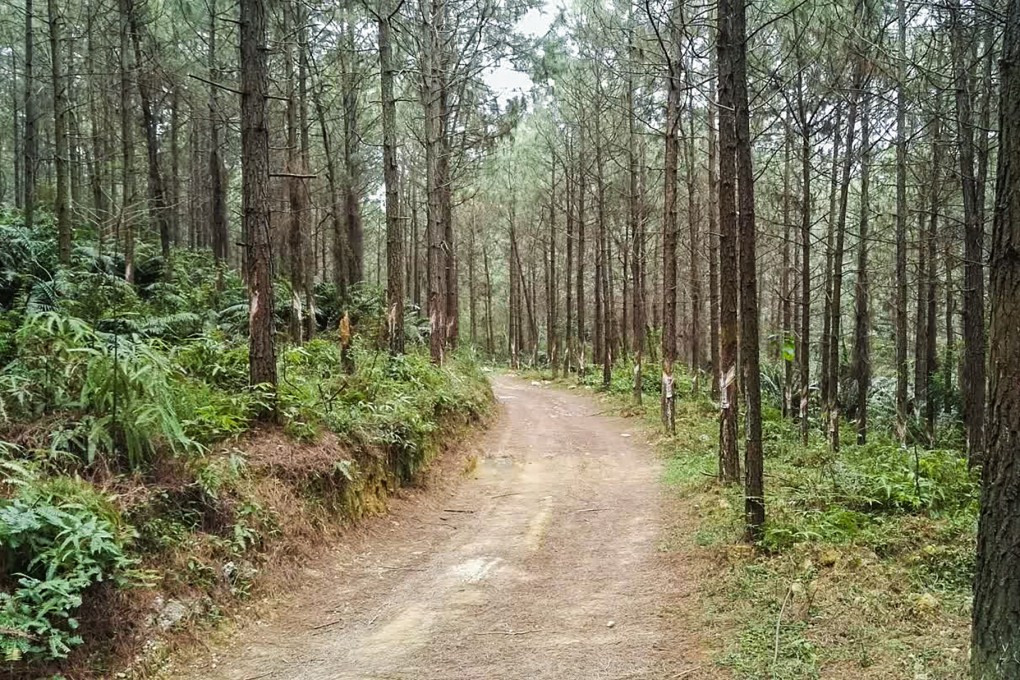 Wang Lianmau’s Jiangxi Fenglin Investment runs a carbon forestation project in Jiangxi province in eastern China. Photo: SCMP Handout