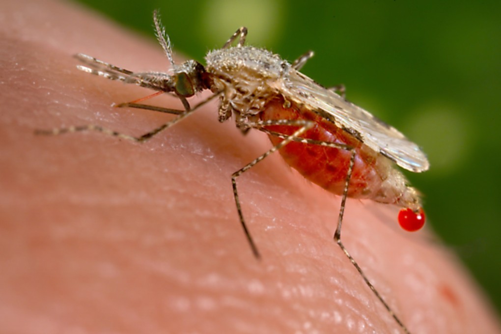 A mosquito feeds on a human host. The insect’s role in spreading the parasite that causes malaria was discovered in the 19th century. The disease had been so named because it was thought to be a miasma. Photo: Smith Collection/Gado/Getty Images