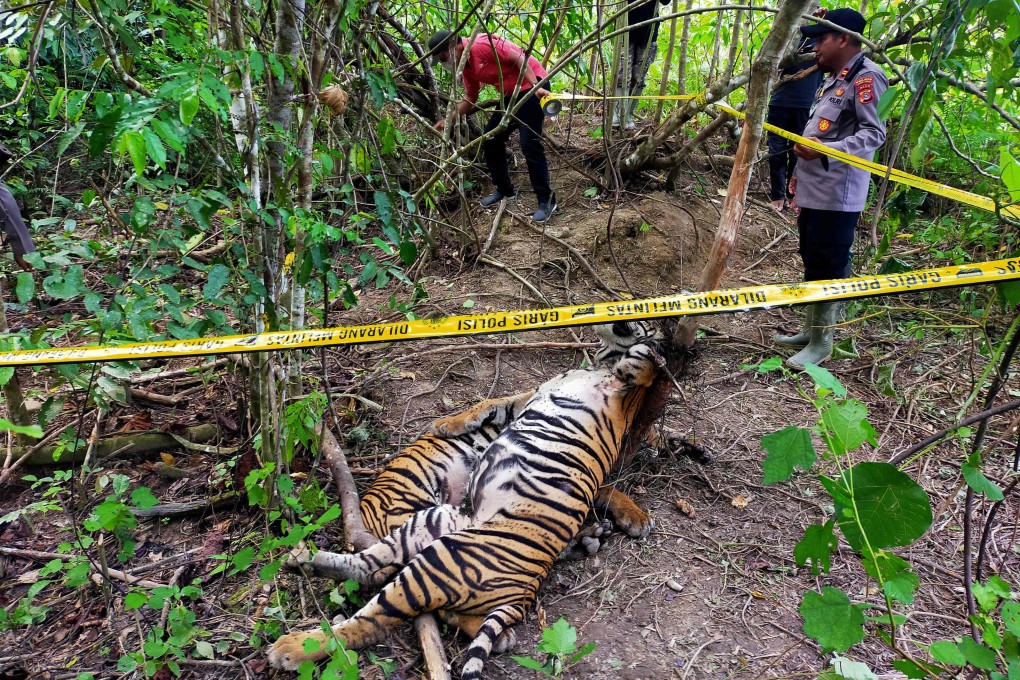 A police cordon around the carcasses of two Sumatran tigers found dead in snares in Indonesia. Photo: Police handout