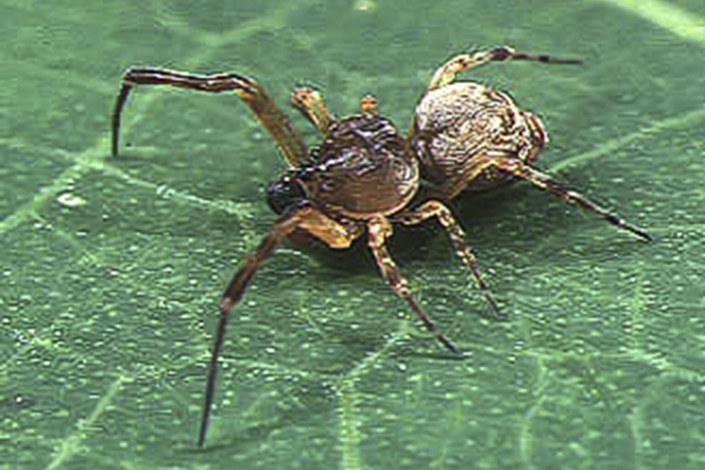 Males of this species of orb-weaver spider have developed a catapult mechanism to avoid sexual cannibalism. Photo: Wikipedia