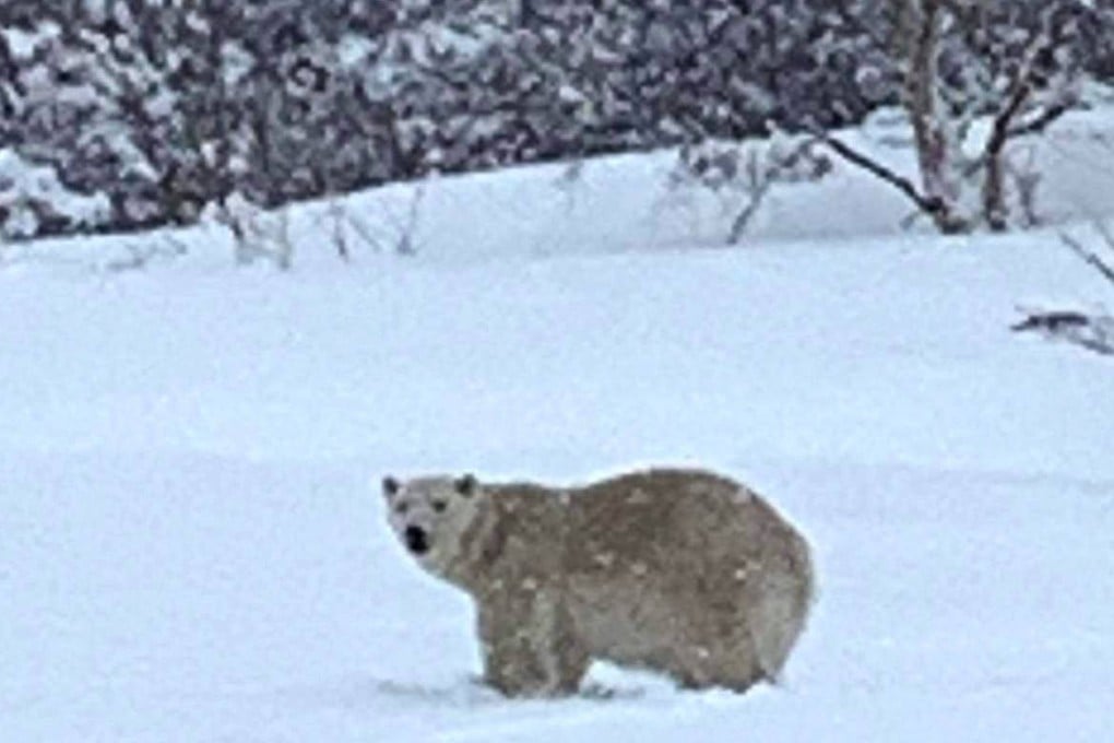 A polar bear roams a field in Madeline-Centre, Quebec, Canada on April 30. Photo: Sophie Bonneville / AFP