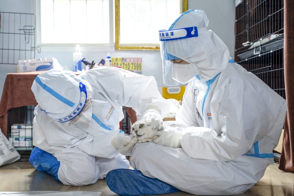 Volunteers test a cat at the Guangzhou facility. Photo: Handout