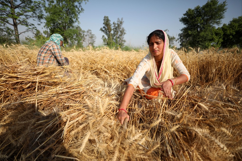 A recent heat wave has impacted the yield of India’s wheat. Photo: Xinhua