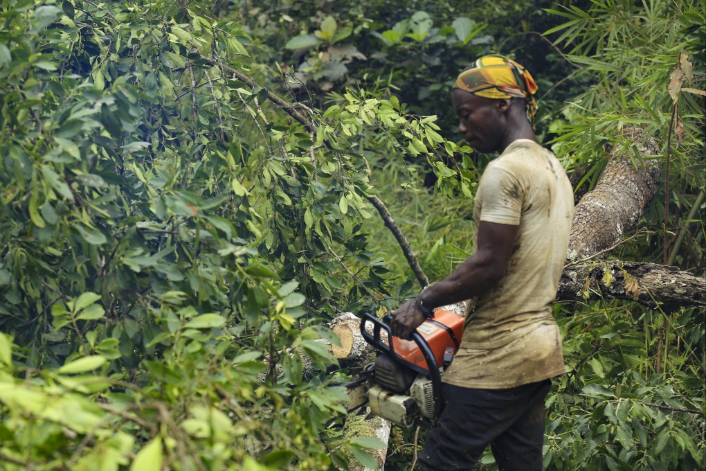 An artisanal logger fells a tree in the heart of the Congo Basin’s tropical forest, second in size only to the Amazon. Photo: AFP