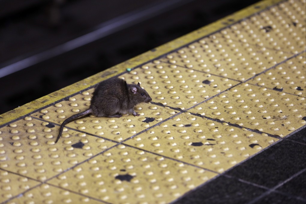 A rat crosses a Times Square subway platform in New York. File photo: AP