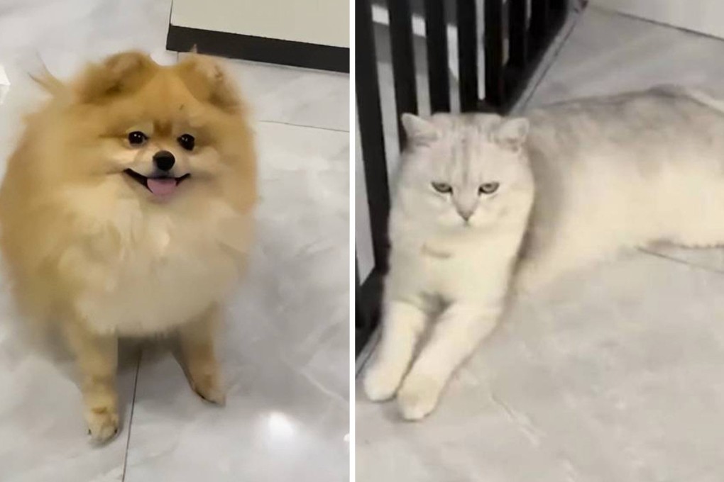 A young boy in China survived home alone for more than two months with no one but a cat and a dog with him. Photo: SCMP Artwork