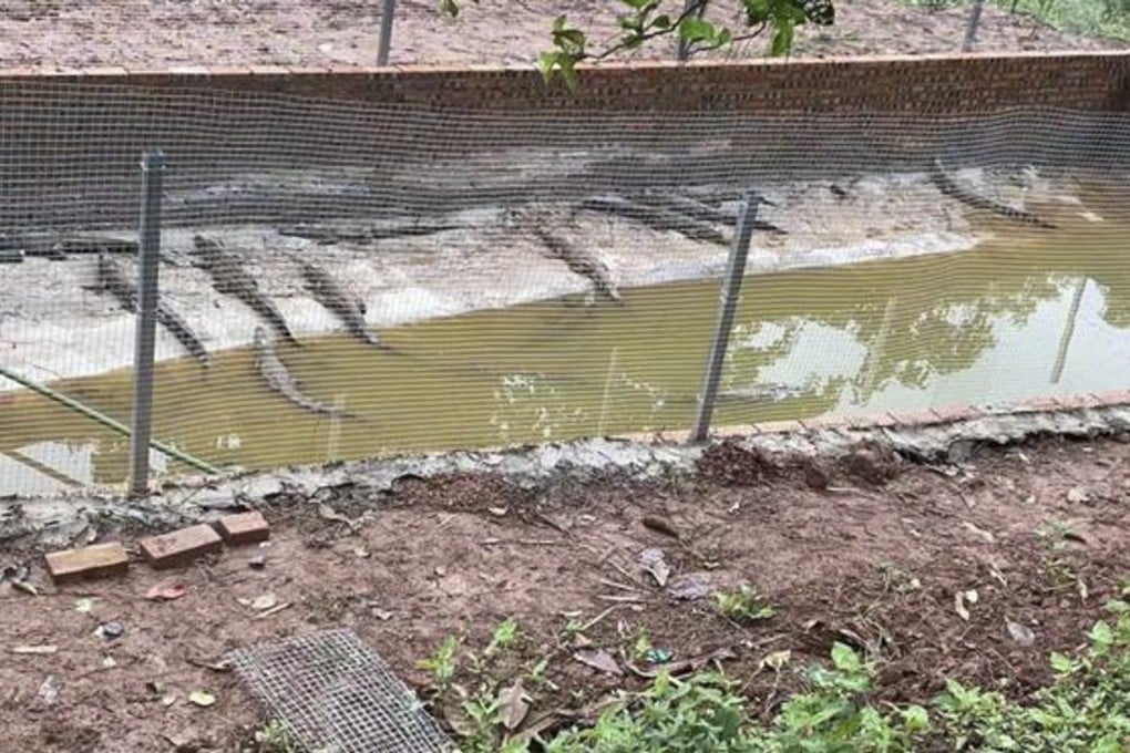 Six crocodiles escaped from this pen in China after heavy rains. Photo: 163.com