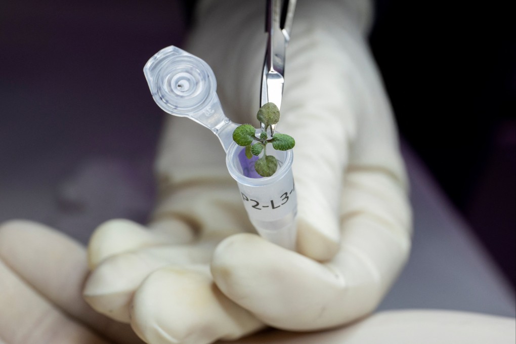 The plant species Arabidopsis thaliana is placed in a vial at a University of Florida laboratory for later genetic analysis after growing in a small amount of lunar soil. Photo: UF/IFAS via Reuters