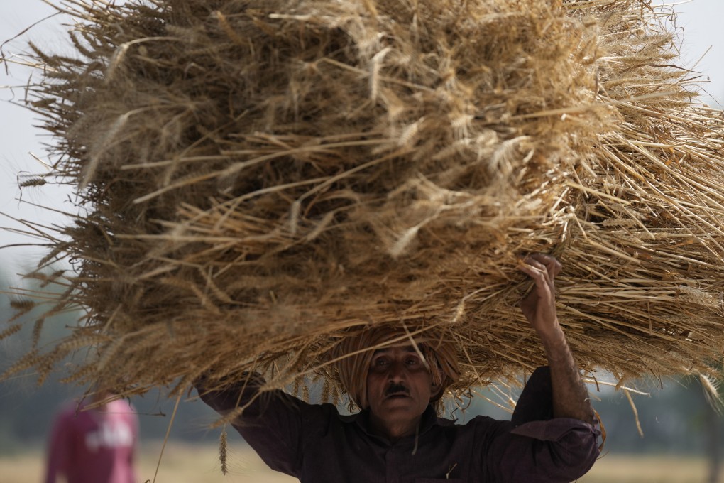 An Indian farmer carries a wheat crop harvested from a field on the outskirts of Jammu, India. Photo: AP
