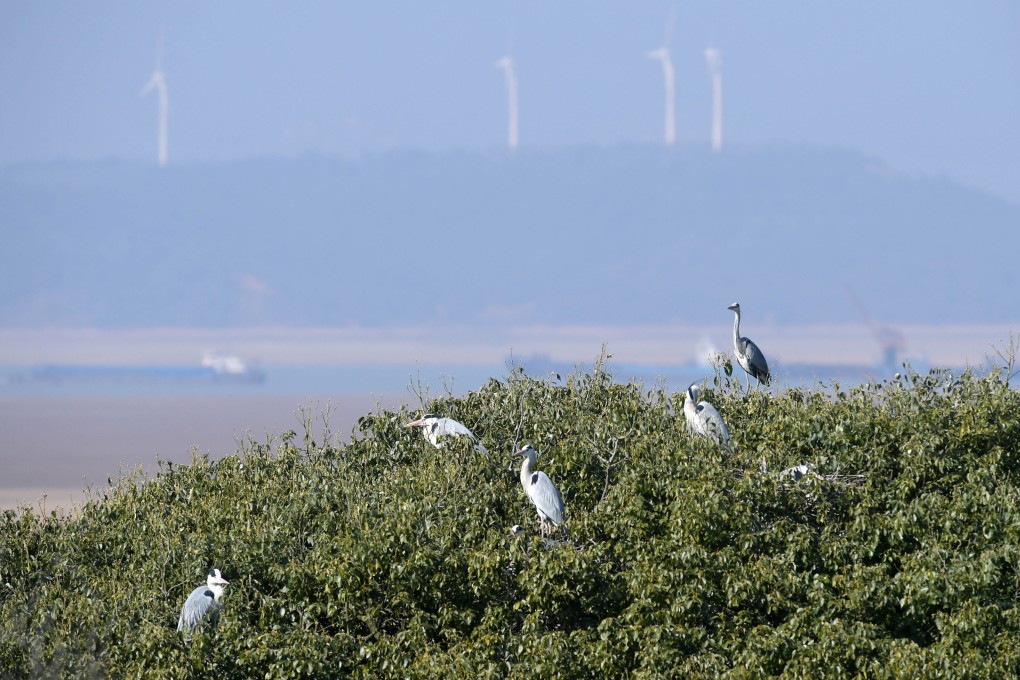 Poyang Lake is home to herons (pictured), Siberian cranes and the endangered Yangtze finless porpoise, among other species. Photo: Xinhua