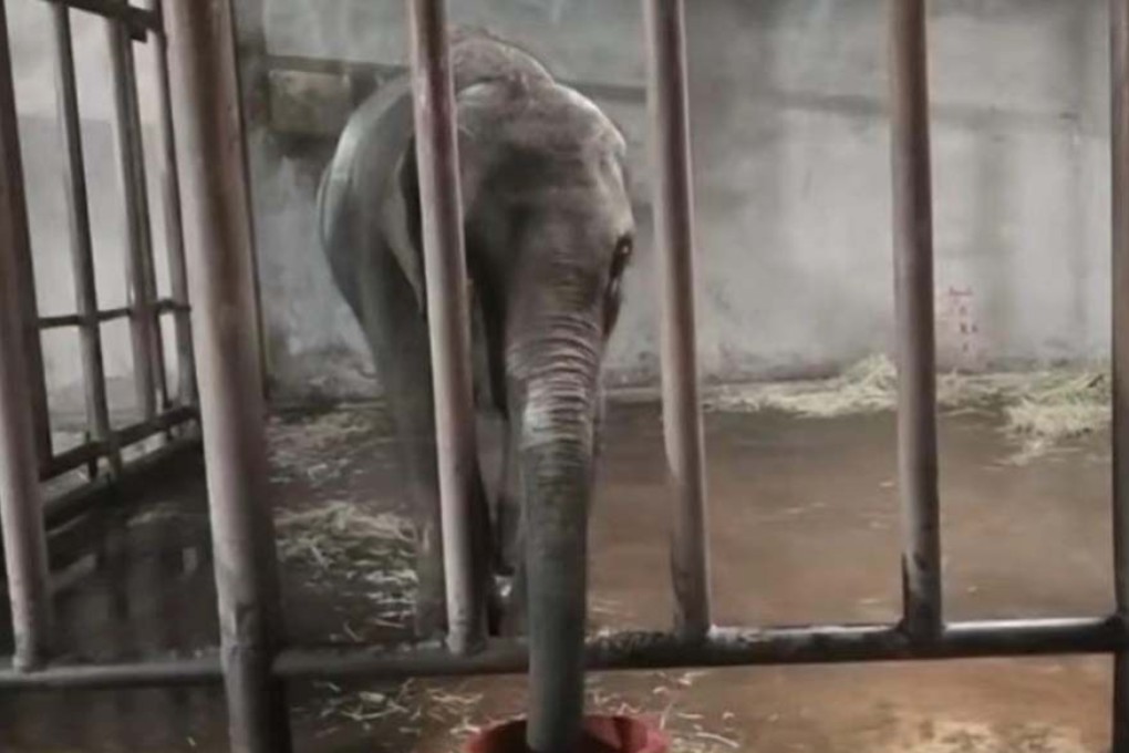 A ‘Save Molly’ campaign in China rescued a six-year-old elephant from abuse and zoo performances and reunited her with her mother. Photo: SCMP composite