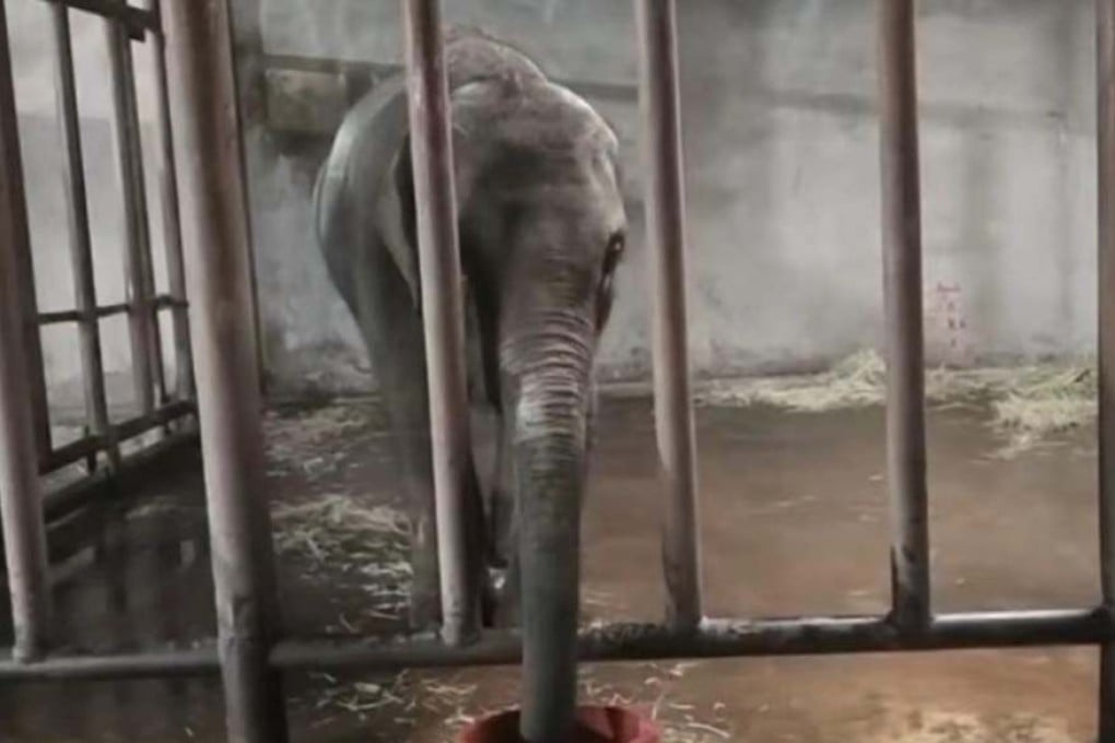 A ‘Save Molly’ campaign in China rescued a six-year-old elephant from abuse and zoo performances and reunited her with her mother. Photo: SCMP composite