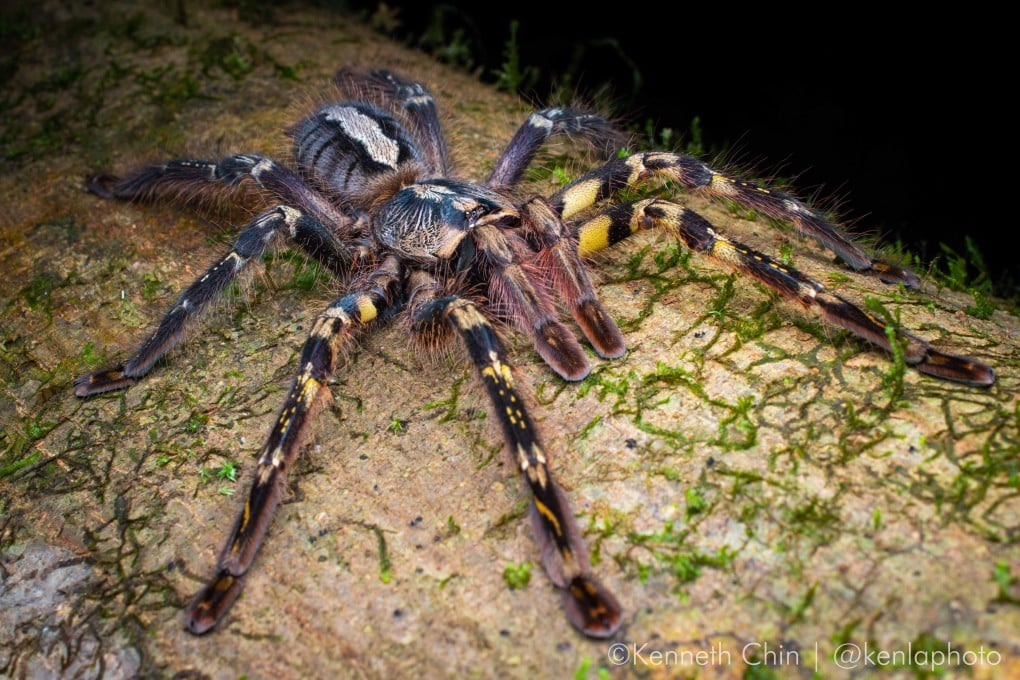 The ornate tiger spider, which is endemic to Sri Lanka, is a popular traded species. Photo: Kenneth Chin