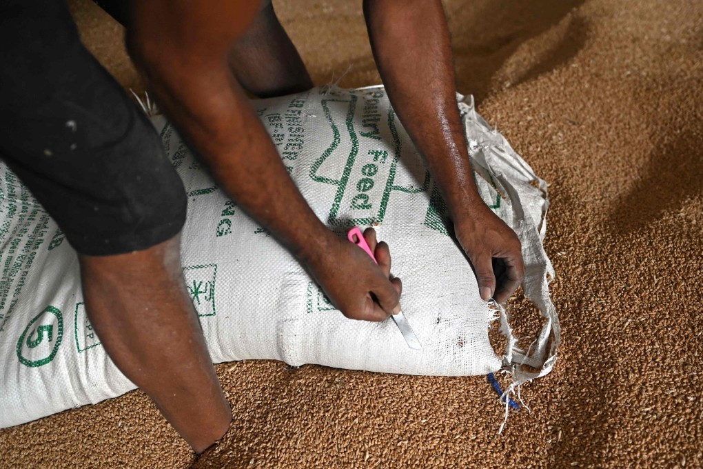 A worker unloads wheat grain from a sack inside a mill of refined wheat flour at Khanna in India’s Punjab state. The United States hopes that India will reverse its decision to ban exports of wheat, which will worsen global shortages of the commodity, Washington’s top diplomat to the United Nations said. Photo: AFP