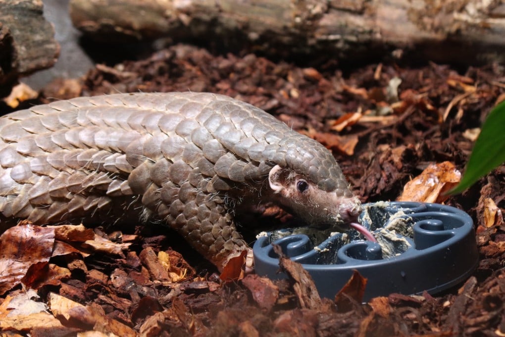 Prague’s zoo has introduced the pair of pangolins to the public. Photo: CNA