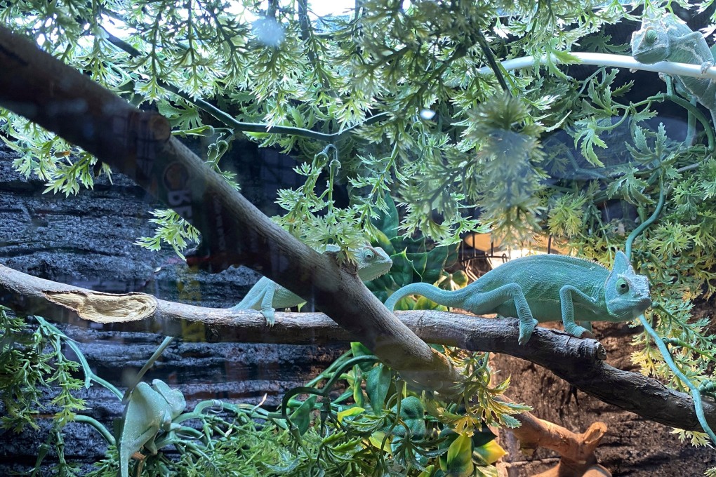 An exotic-pets shop in Mong Kok. Hong Kong has been identified as an epicentre for the world’s illicit trade in the animals. Photo: Jelly Tse