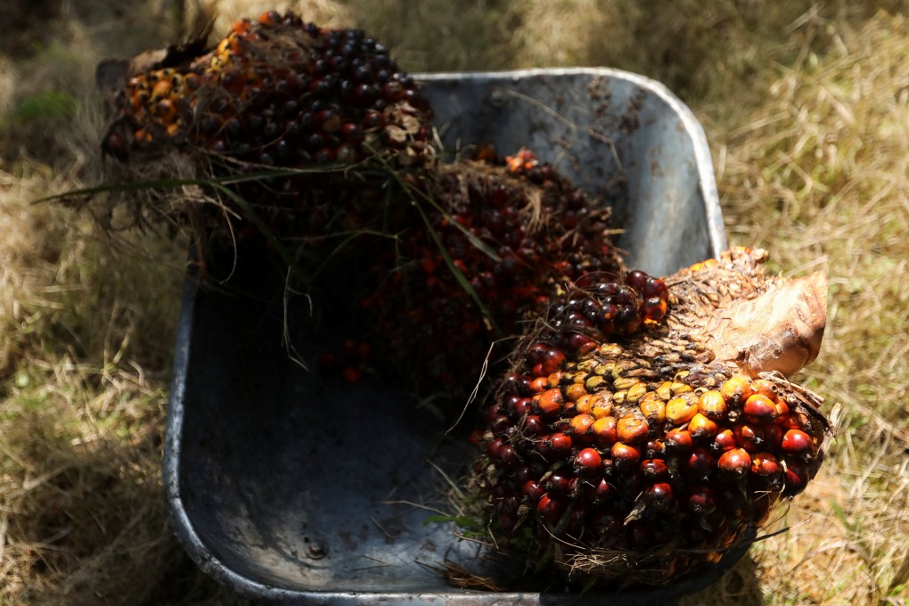 Fresh fruit bunches of oil palm tree are are seen inside a wheelbarrow at a palm oil plantation in Kuala Selangor, Selangor, Malaysia. Photo: Reuters