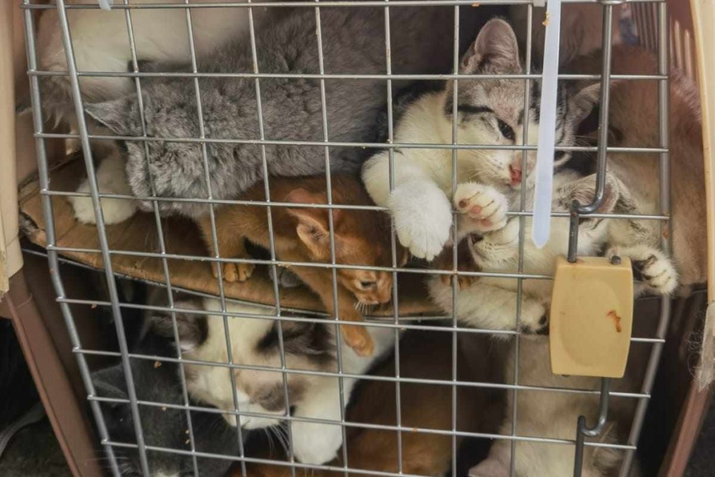One of 17 crates containing more than 130 purebred kittens and puppies, smuggled from mainland China, that were confiscated in Hong Kong on May 18, 2022. Photo: SCMP
