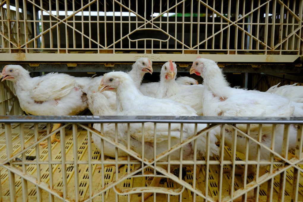 Chickens in a crate at a poultry farm in Malaysia on Wednesday. The nation is to stop exporting the birds from June 1 to try to improve its domestic supply. Photo: Bloomberg