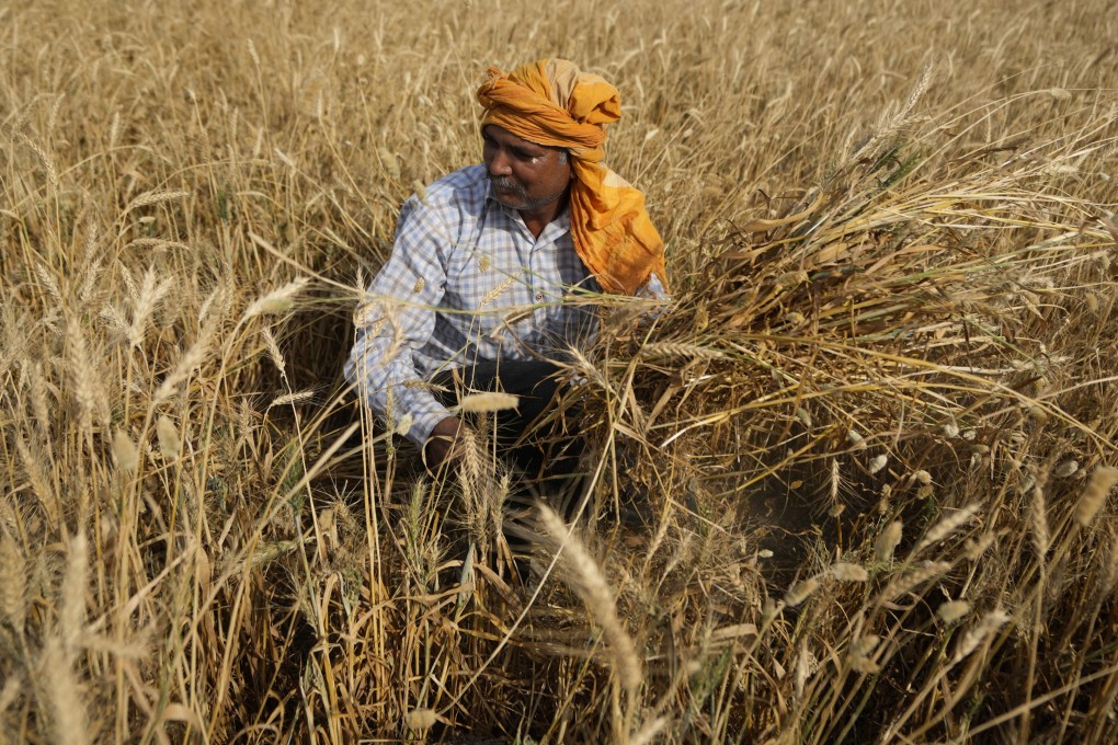 A farmer harvests wheat on the outskirts of Jammu, India. India has recently announced a ban on wheat exports, which is likely to fuel further price increases in the global market. Photo: AP