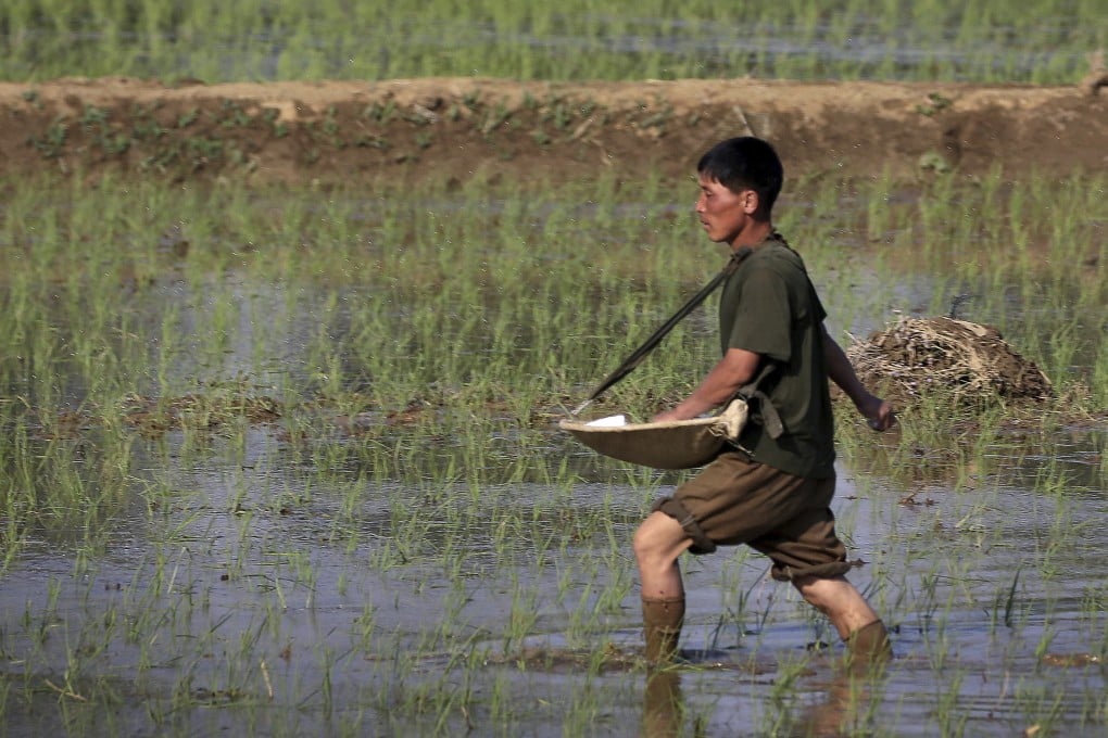 A farmer fertilises rice seedlings in fields located along a highway in Pyongyang, North Korea, in 2017. Photo: AP