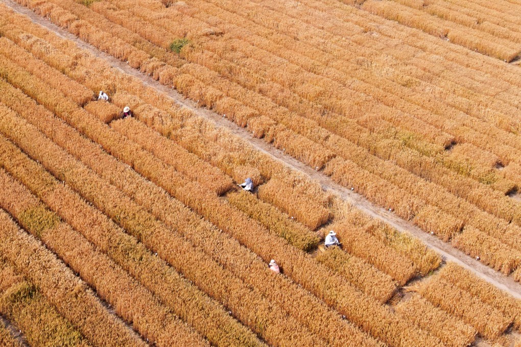 Beijing’s emphasis on food security comes amid warnings of a global hunger crisis caused by Russia’s invasion of Ukraine. Photo: Xinhua