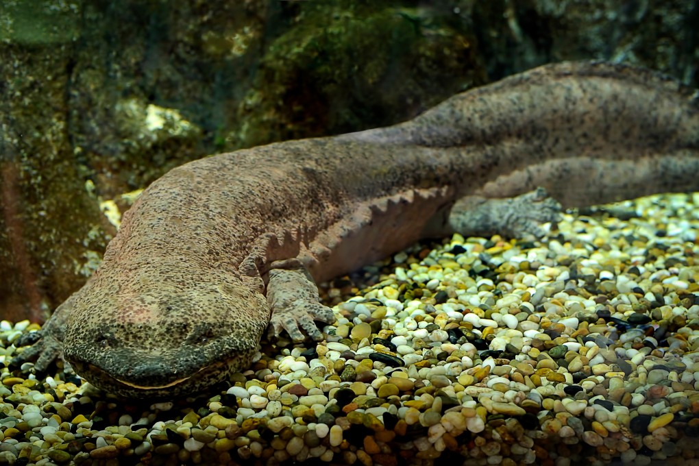 The Chinese giant salamander is known as a “living fossil”.  Photo: Shutterstock