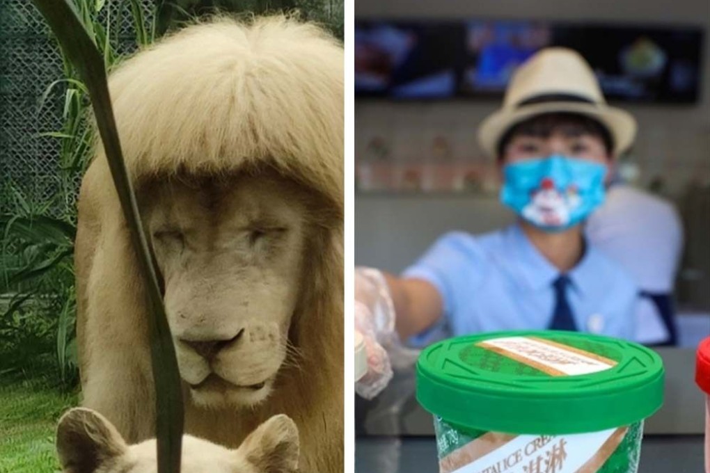 A male lion has delighted the internet for his ‘fringe’ haircut. Photo: SCMP composite