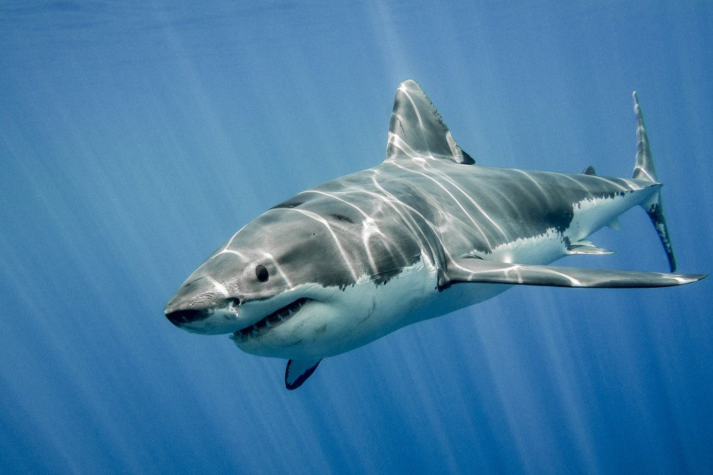Great white shark. Photo: Dreamstime / TNS
