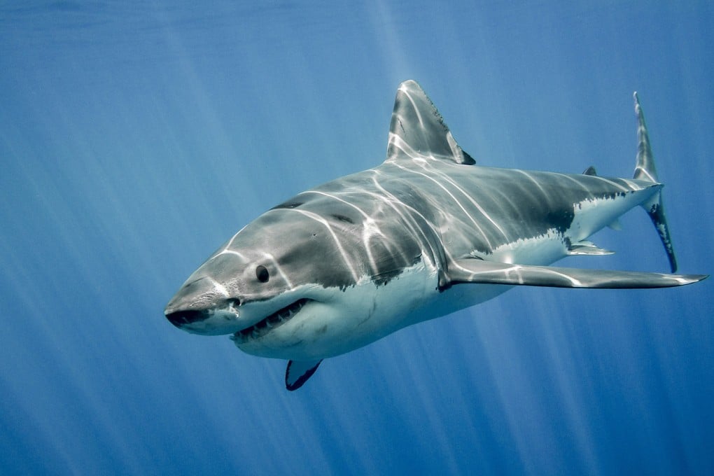 Great white shark. Photo: Dreamstime / TNS