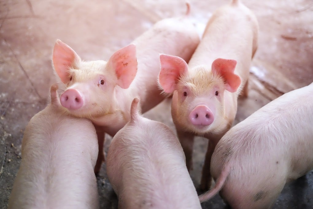 The robotic technique has a higher success rate than manual cloning. Photo: Shutterstock