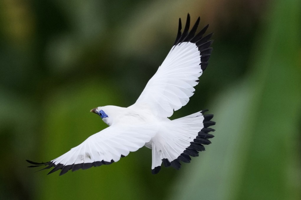 A Bali mynah flies over the trees in Tabanan, Bali, Indonesia,. Photo: AP
