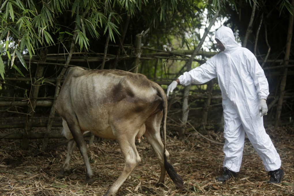 Vets in Indonesia examine cows and buffalo for foot-and-mouth. Photo: EPA-EFE