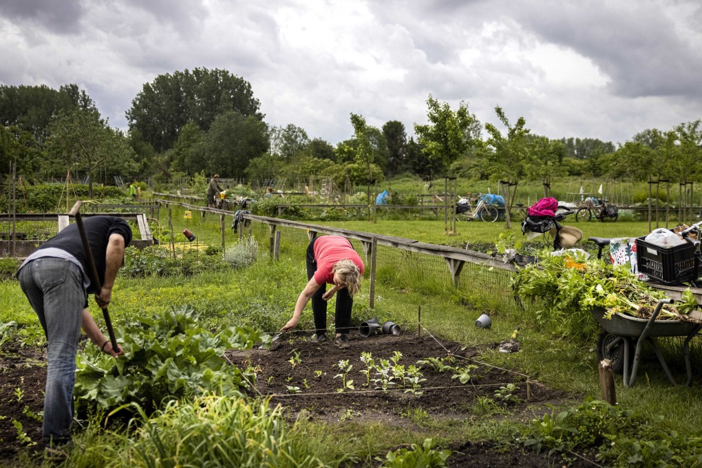 People grow their own vegetables on a plot of land at the Koningshof urban agriculture initiative, in Utrecht, the Netherlands. There is a growing movement against the current food industry with more local products appearing in restaurants and shops. Photo: EPA-EFE