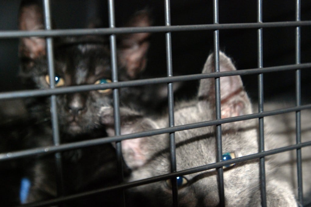 Stray kittens in a cage at a mobile spay and neuter clinic run by animal welfare group Poi Dogs and Popoki in Hawaii. Photo: AP