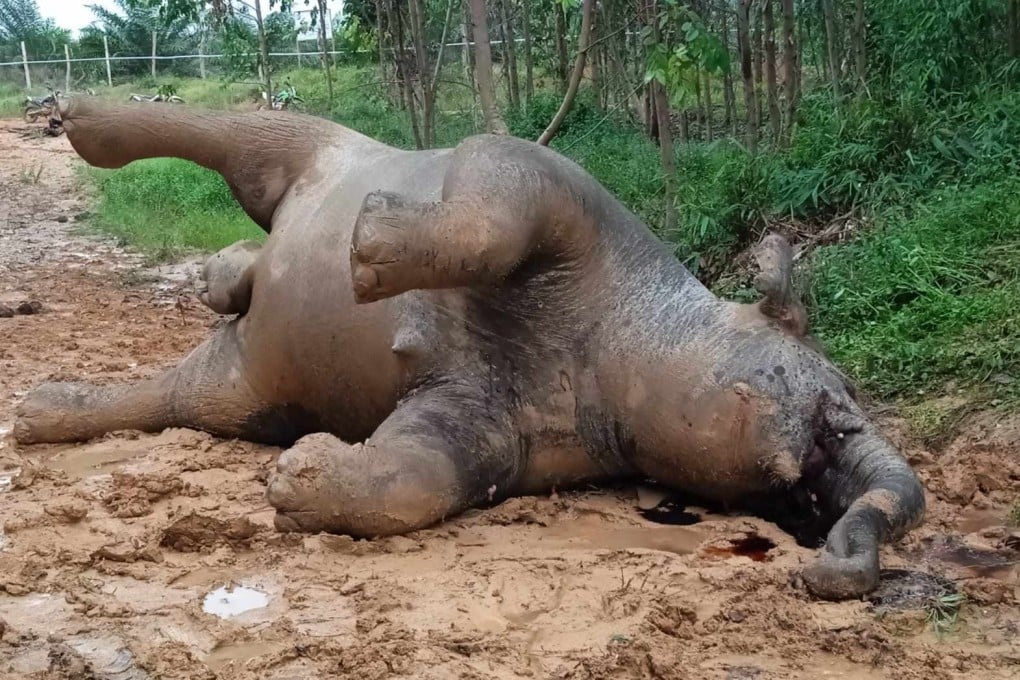 The cause of the Sumatran elephant’s death in Indonesia’s Riau province is still being investigated by the authorities. Photo: EPA-EFE/BKSDA Riau