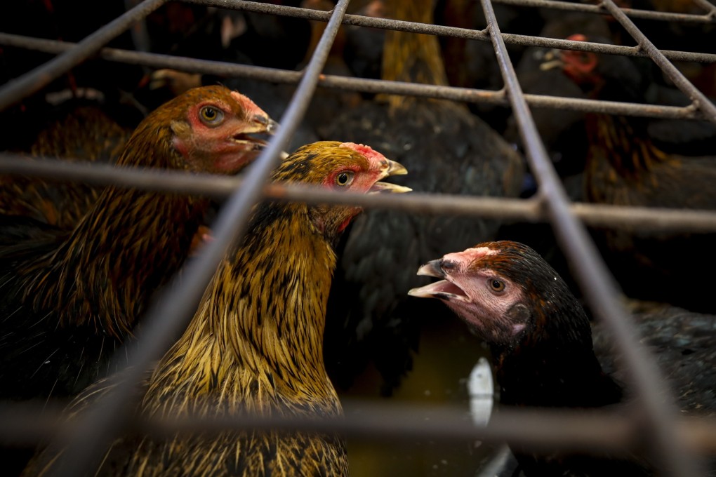 Caged live chickens are seen for sale at a food market in Bangkok, Thailand. Photo: EPA-EFE