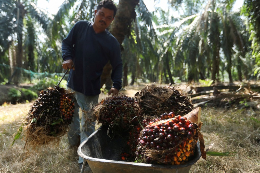 Malaysia is missing a golden opportunity to capitalise on high palm oil prices and could suffer more production losses due to a “severe” shortage of about 120,000 workers, the Malaysian Estate Owners’ Association (MEOA) said .Photo: Reuters